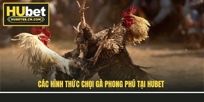 Các hình thức chọi gà phong phú tại Hubet Các hình thức chọi gà phong phú tại Hubet