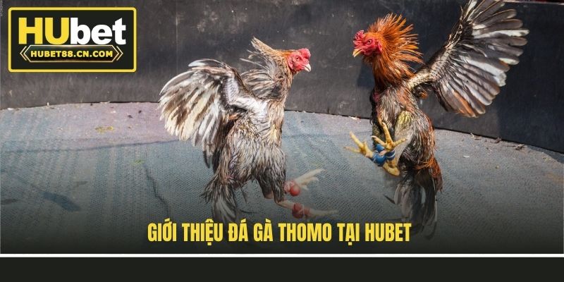 Giới thiệu đá gà Thomo tại Hubet Giới thiệu đá gà Thomo tại Hubet